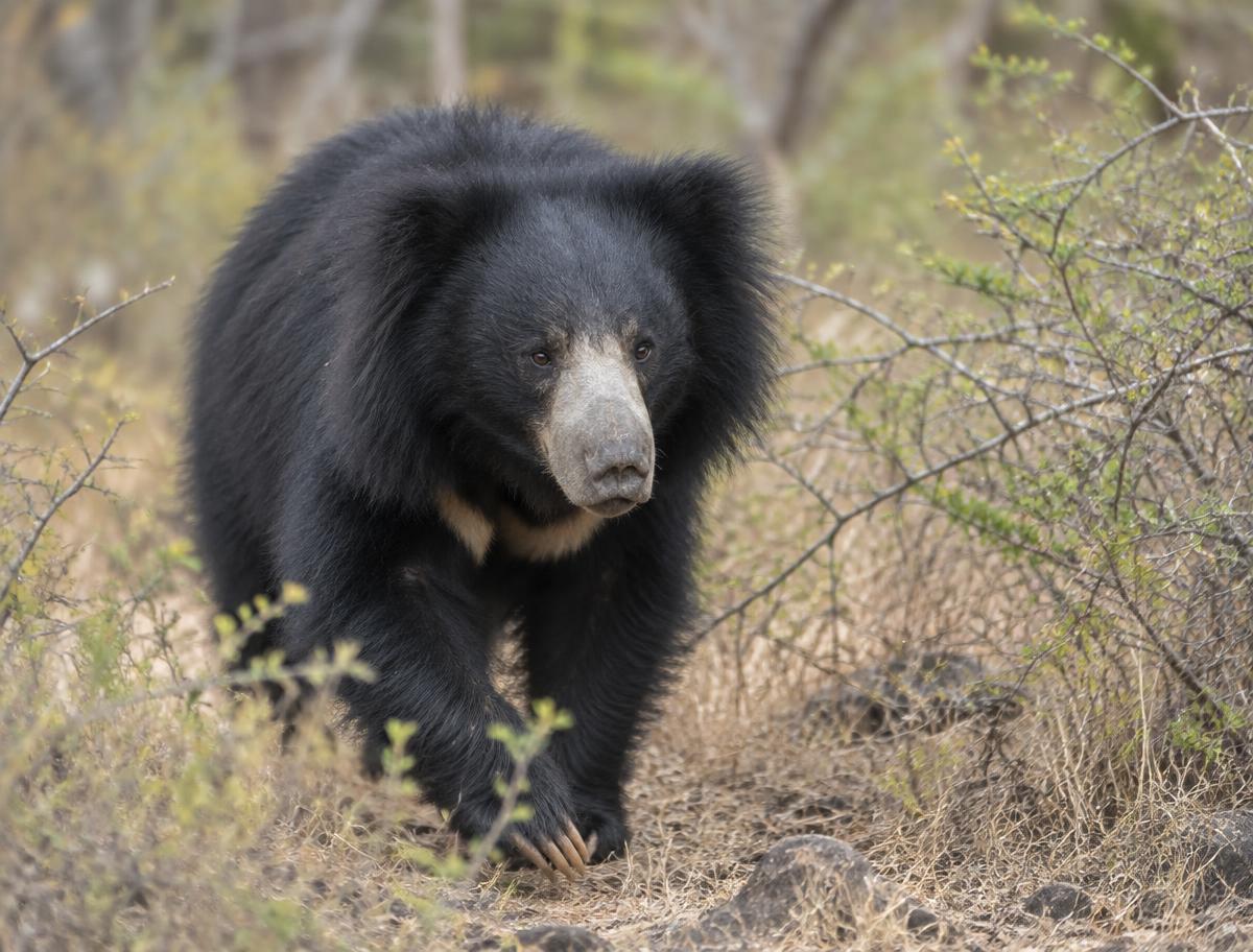 Sloth bear walking through dry scrub